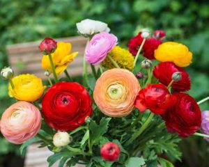 10 Pilihan Bunga Paling Aesthetic Di Toko Bunga Terbaik Hantu Baca